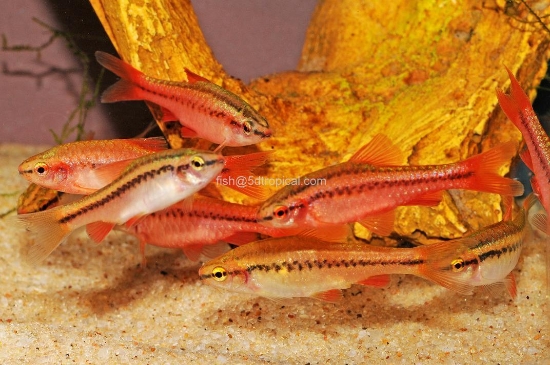 Picture of BARB-CHERRY BARB              