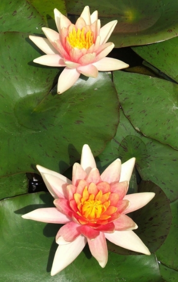Picture of LILY HARDY CHANGEABLE    