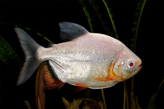 Picture of MISC-ALB RED BELLY PACU LG    