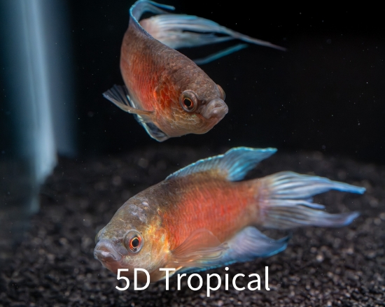 Picture of GOURAMI-RED PARADISE (IMPORT)